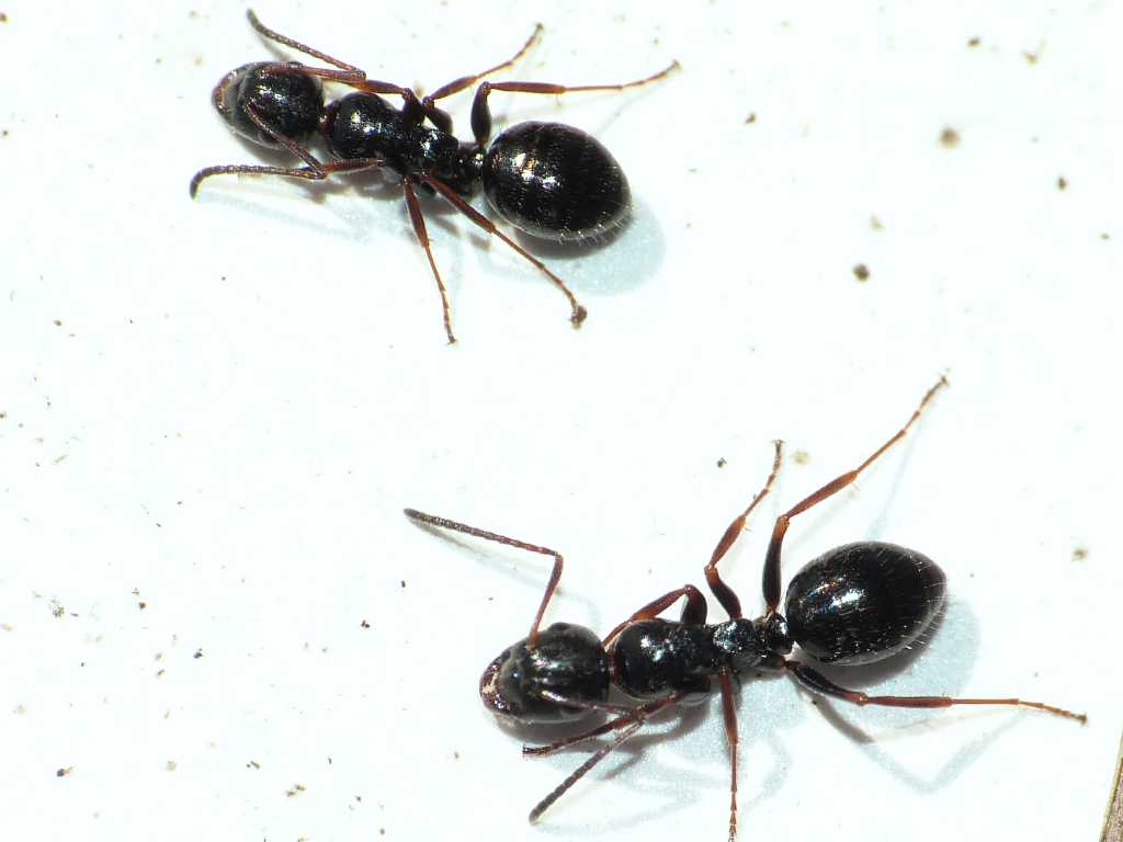 Camponotus piceus - Ostia (RM)
